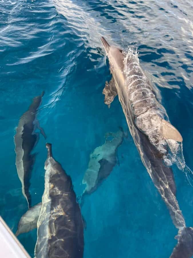 Private :Whales and dolphins watching/Swimming with dolphins - Setting out from Le Morne: where you meet and what it means