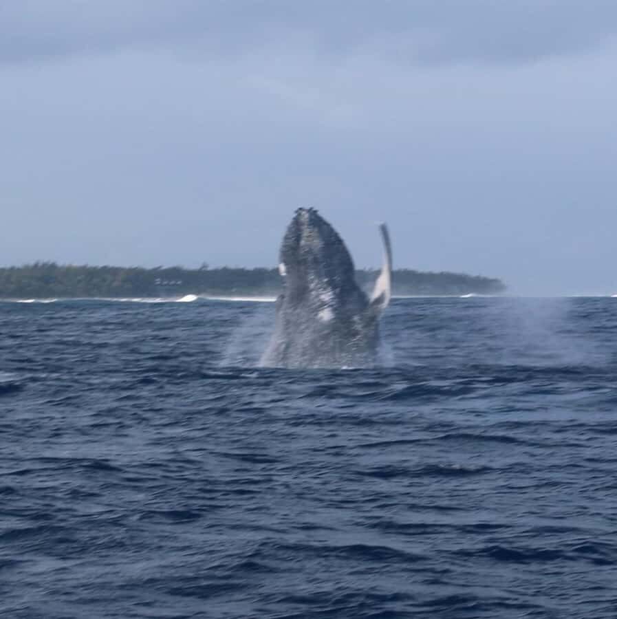 Private :Whales and dolphins watching/Swimming with dolphins - Dolphin watching the respectful way: what to watch for on the water