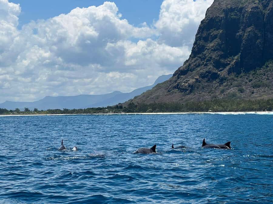 Private :Whales and dolphins watching/Swimming with dolphins - Who should book this tour (and who should skip it)