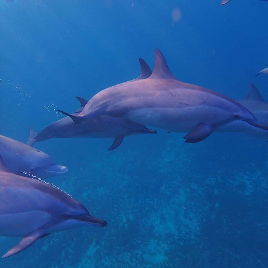 Private :Whales and dolphins watching/Swimming with dolphins - The private boat experience with Lydia Boat Mauritius