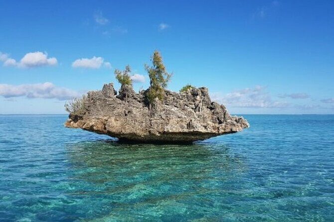 Shared 10 Pax Boat Tour: Dolphin Watching, Snorkelling and BBQ - 6:00am Dolphin Swim Plus Crystal Rock Snorkeling: what this day feels like
