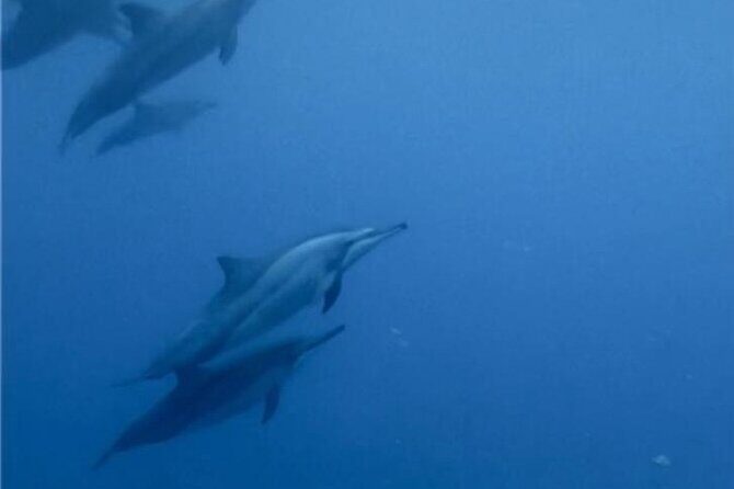Shared 10 Pax Boat Tour: Dolphin Watching, Snorkelling and BBQ - Meeting at One And Only Jackpot Dolphin near La Gaulette