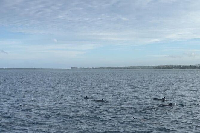 Shared 10 Pax Boat Tour: Dolphin Watching, Snorkelling and BBQ - Snorkeling stop: coral reefs near the aquarium spot and Crystal Rock