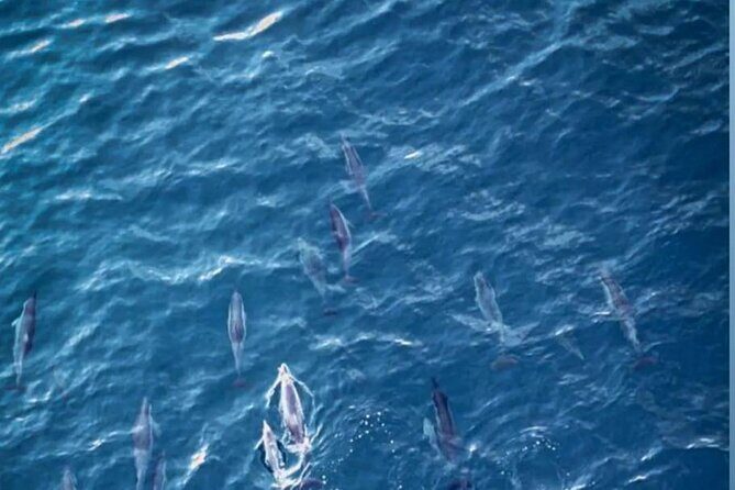 Shared 10 Pax Boat Tour: Dolphin Watching, Snorkelling and BBQ - The dolphin quest: bottled-nose and spinner action in guided conditions