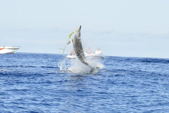 Shared Dolphin Encounter in Mauritius - Shared Dolphin Encounter: What the 2.5 Hours Actually Feels Like