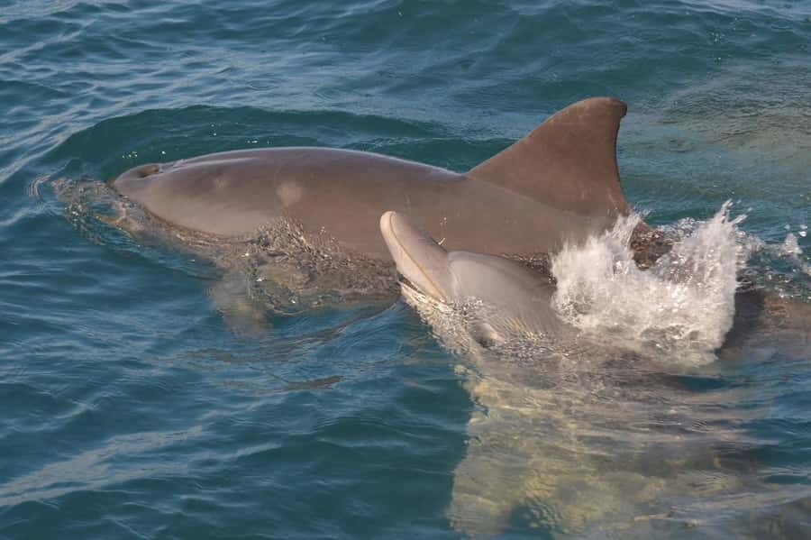 Tamarin: Dolphin Snorkel, CrystalRock, ile o Benitiers Lunch - Île aux Bénitiers Beach BBQ: Local Food Done the Simple Way