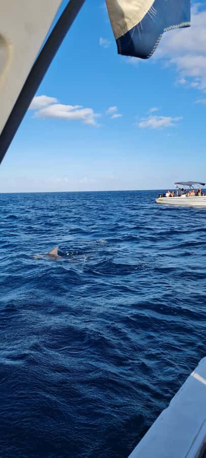 Tamarin: Dolphin Snorkel, CrystalRock, ile o Benitiers Lunch - What’s Included vs. What Costs Extra