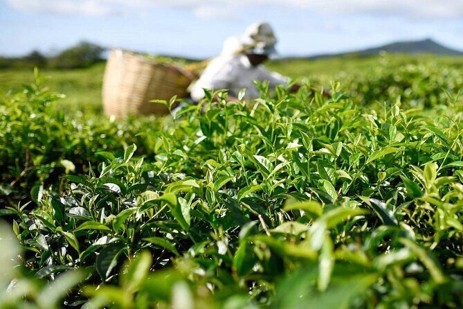 The East Discovery Tour: Bois-Cheri Tea Factory, Blue-Bay Marine Park & Lunch - Mahebourg Waterfront + Bataille de la Passe: History With a Sea View