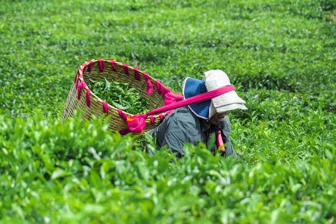 The Tea Story with Lunch - Key things to know before you go