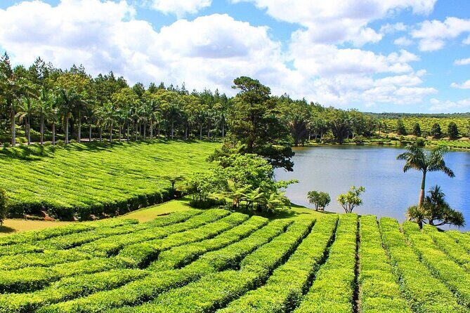 The Tea Story with Lunch - Stop 1 at Bois Chéri: A Plantation Story That Starts in 1892