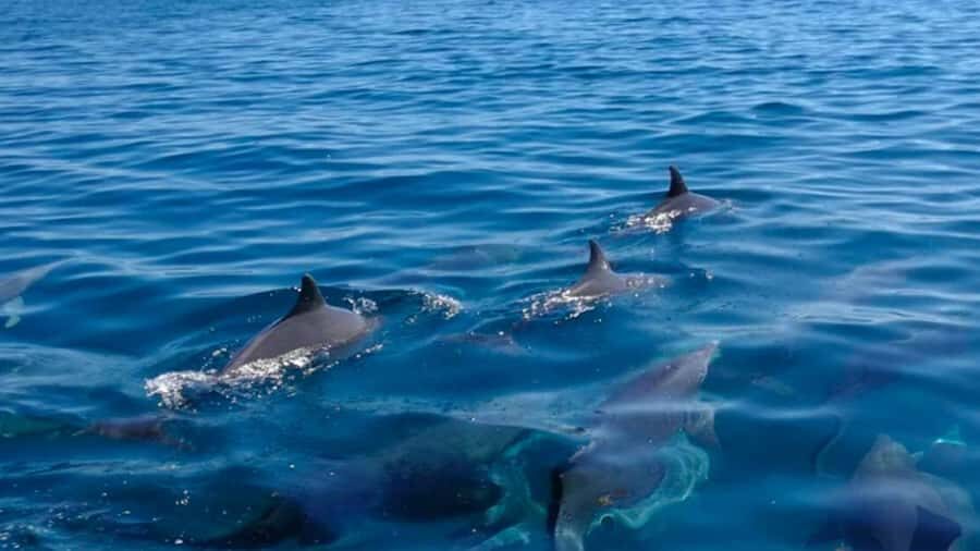 Trou d'Eau Douce: 5 Island Adventure with BBQ & Snorkeling - Key points worth knowing before you go
