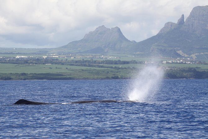 Whale and Dolphin Watching Private Boat Tour from Mauritius - Whale hunt: using hydrophones to find sperm whales