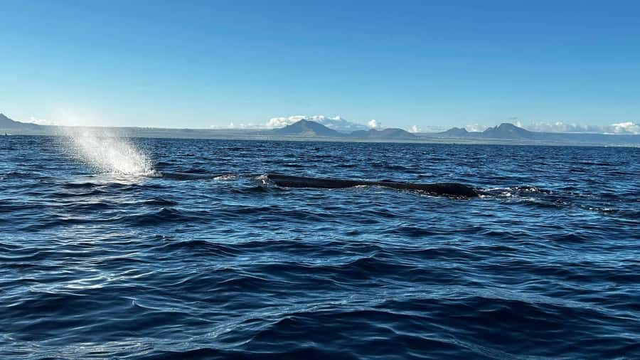 Whale & Dolphins Swimming - Private Speedboat Exclusive Tour - Key Highlights You’ll Care About