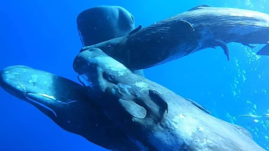 Whale & Dolphins Swimming - Private Speedboat Exclusive Tour - Private Speedboat, Up to 4, Makes the Whole Day Feel Easier