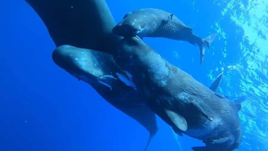 Whale & Dolphins Swimming - Private Speedboat Exclusive Tour - Breakfast Onboard: More Than a Detail, It Sets the Tone