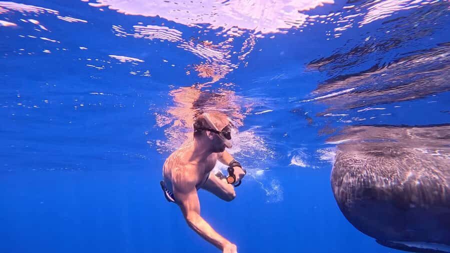 Whale & Dolphins Swimming - Private Speedboat Exclusive Tour - Snorkeling With Dolphins and Whale-Watching: What “Natural Habitat” Really Means
