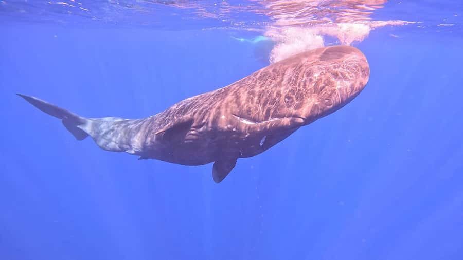 Whale & Dolphins Swimming - Private Speedboat Exclusive Tour - Lagoon Cruise and Iconic Spots: The In-Between Time Can Be the Best Part