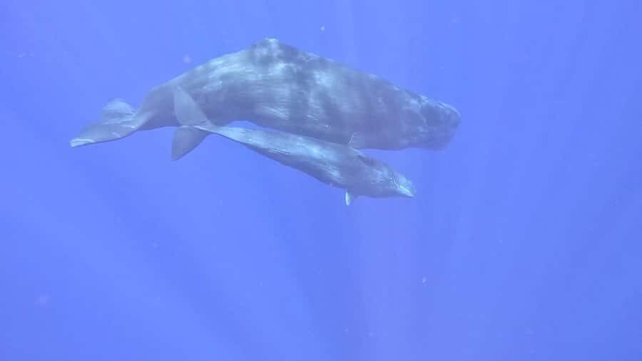 Whale & Dolphins Swimming - Private Speedboat Exclusive Tour - Value Check: Is $778 per Group Worth It?