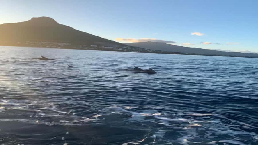 Whale & Dolphins Swimming - Private Speedboat Exclusive Tour - 4 Hours at Sea: How the Morning Typically Feels From Start to Finish