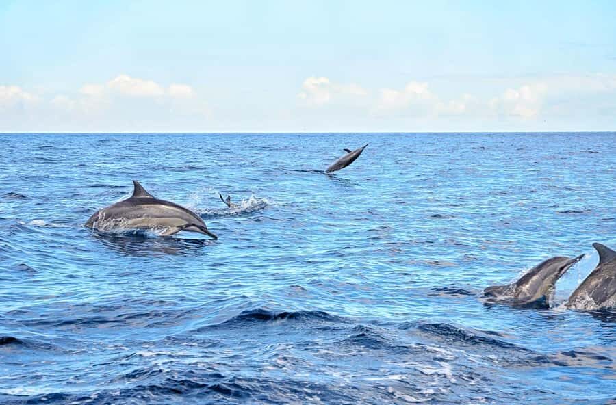 Wild Dolphin Swim & 4 Northern Beaches with Transportation - Trou aux Biches Beach: Street Food Lunch and Snorkel Opportunities