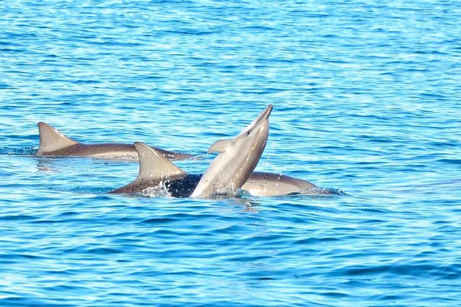 Wild Dolphin Swim & 4 Northern Beaches with Transportation - Dolphin Swim Ability, Speed, and What to Bring